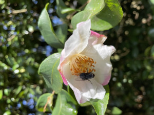 Camellia sasanqua Yoimachi             